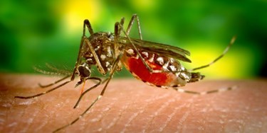 Close up of mosquito on an arm